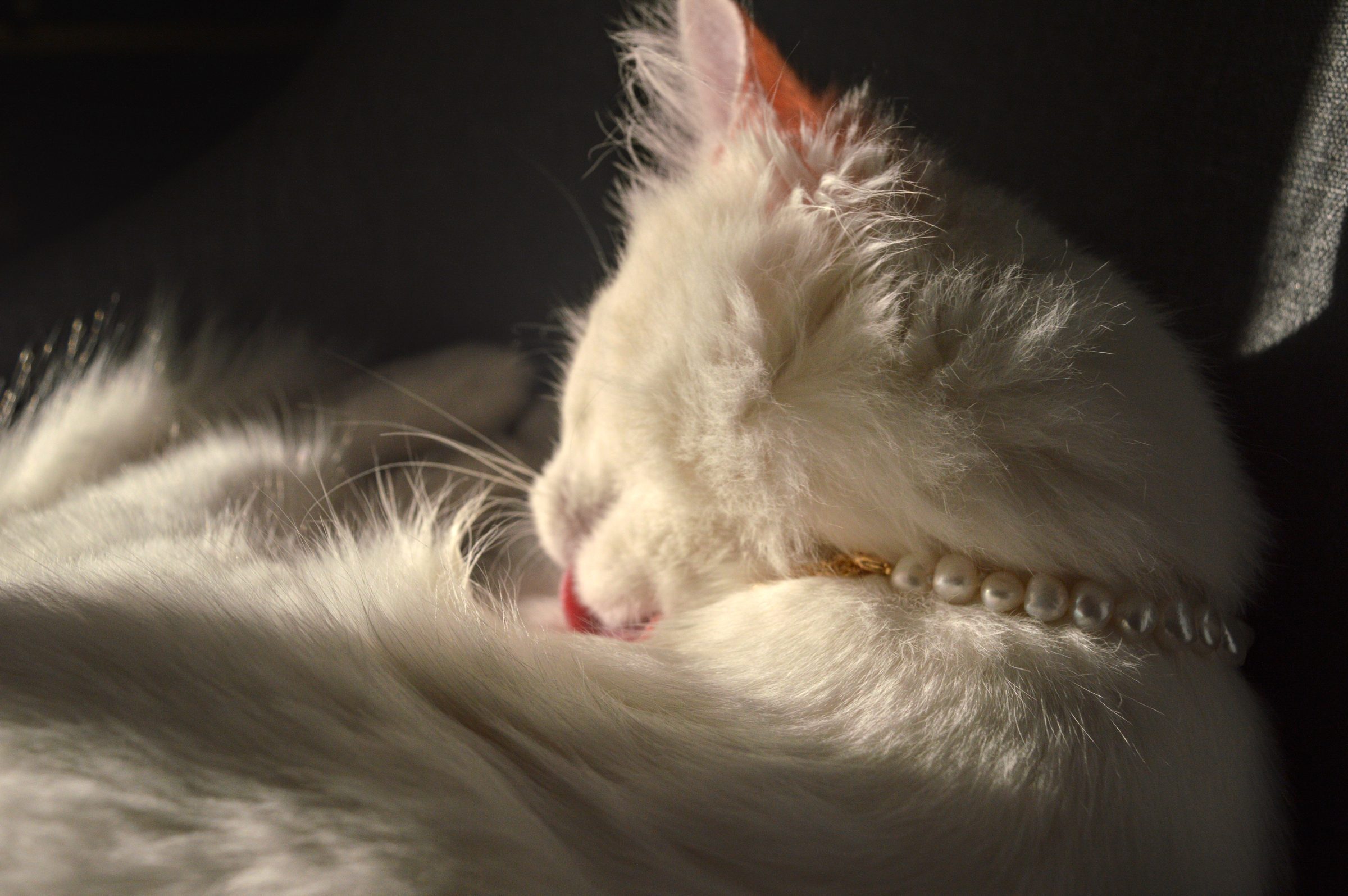 White cat wearing a pearl collar, curled in natural light